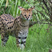 Serval Cat