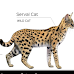 The Differences Between F1, F2, F3, F4, and F5 Savannah Cats