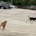 Video: 2 Dogs Destroy Cars at Texas Dealership, Cause Up to $350K in Damages