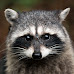 Is it Legal to Shoot and Kill a Raccoon on Your Property in Texas?
