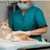 5 Common Veterinary Pet Oral Surgeries: Purposes and Potential Risks Involved