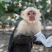 4 Types of Monkeys Legal To Own in Nevada
