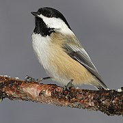 Chickadee
