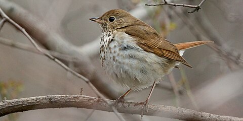Hermit thrush